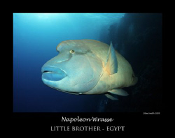 large napoleon wrasse by Stew Smith 